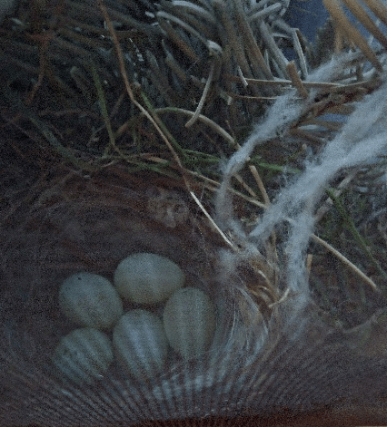 birdnest in door